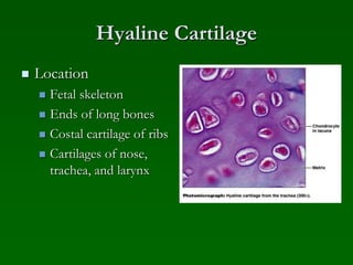 Hyaline Cartilage
 Location
 Fetal skeleton
 Ends of long bones
 Costal cartilage of ribs
 Cartilages of nose,
trachea, and larynx
 