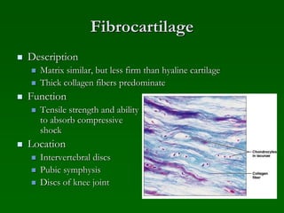 Fibrocartilage
 Description
 Matrix similar, but less firm than hyaline cartilage
 Thick collagen fibers predominate
 Function
 Tensile strength and ability
to absorb compressive
shock
 Location
 Intervertebral discs
 Pubic symphysis
 Discs of knee joint
 