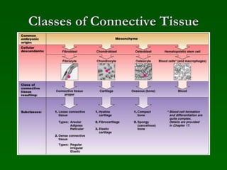 Classes of Connective Tissue
 