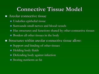 Connective Tissue Model
 Areolar connective tissue
 Underlies epithelial tissue
 Surrounds small nerves and blood vessels
 Has structures and functions shared by other connective tissues
 Borders all other tissues in the body
 Structures within areolar connective tissue allow:
 Support and binding of other tissues
 Holding body fluids
 Defending body against infection
 Storing nutrients as fat
 