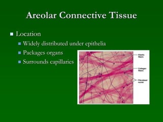 Areolar Connective Tissue
 Location
 Widely distributed under epithelia
 Packages organs
 Surrounds capillaries
 