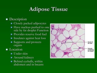 Adipose Tissue
 Description
 Closely packed adipocytes
 Have nucleus pushed to one
side by fat droplet Function
 Provides reserve food fuel
 Insulates against heat loss
 Supports and protects
organs
 Location
 Under skin
 Around kidneys
 Behind eyeballs, within
abdomen and in breasts
 