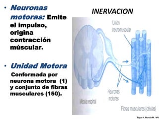 • Neuronas
                        INERVACION
 motoras: Emite
 el impulso,
 origina
 contracción
 múscular.


• Unidad Motora
 Conformada por
 neurona motora (1)
 y conjunto de fibras
 musculares (150).



                                     Edgar H. Murcia M. MV
 