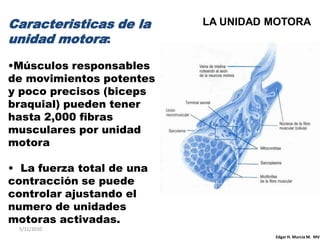 Caracteristicas de la      LA UNIDAD MOTORA
unidad motora:
•Músculos responsables
de movimientos potentes
y poco precisos (biceps
braquial) pueden tener
hasta 2,000 fibras
musculares por unidad
motora

• La fuerza total de una
contracción se puede
controlar ajustando el
numero de unidades
motoras activadas.
 5/11/2010
                                     Edgar H. Murcia M. MV
 