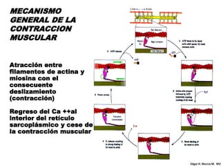 MECANISMO
GENERAL DE LA
CONTRACCION
MUSCULAR


Atracción entre
filamentos de actina y
miosina con el
consecuente
deslizamiento
(contracción)

Regreso del Ca ++al
interior del retículo
sarcoplásmico y cese de
la contracción muscular




                          Edgar H. Murcia M. MV
 