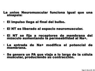 La union Neuromuscular funciona igual que una
  sinapsis:

• El impulso llega al final del bulbo.

• El NT es liberado al espacio neuromuscular.

• El NT se fija a receptores de membrana del
  músculo aumentando la permeabilidad al Na+.

• La entrada de Na+ modifica el potencial de
  membrana.

• Se genera un PA que viaja a lo largo de la célula
  muscular, produciendo su contracción.


                                            Edgar H. Murcia M. MV
 