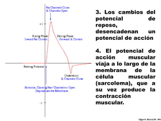 3. Los cambios del
potencial         de
reposo,
desencadenan      un
potencial de acción

4. El potencial de
acción       muscular
viaja a lo largo de la
membrana       de   la
célula       muscular
(sarcolema), que a
su vez produce la
contracción
muscular.

               Edgar H. Murcia M. MV
 