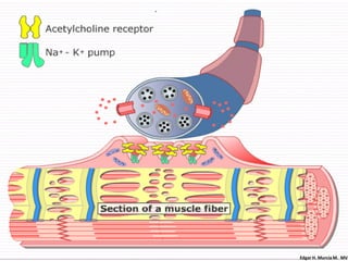Edgar H. Murcia M. MV
 