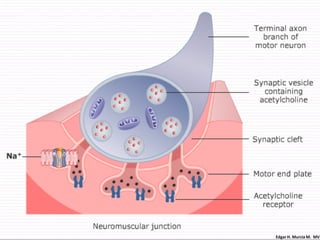 Edgar H. Murcia M. MV
 