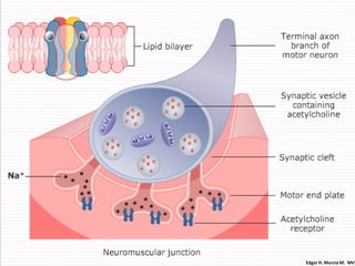 Edgar H. Murcia M. MV
 