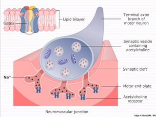Edgar H. Murcia M. MV
 