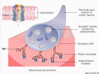 Edgar H. Murcia M. MV
 