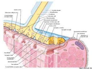 Edgar H. Murcia M. MV
 