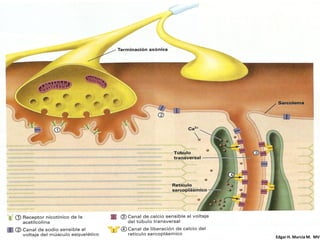 M. V.   EDGAR H. Murcia M. M.
         Edgar H. MURCIA MV
 