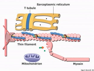 Edgar H. Murcia M. MV
 