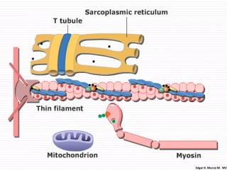 Edgar H. Murcia M. MV
 