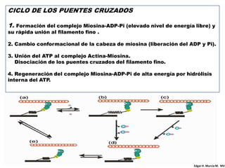 CICLO DE LOS PUENTES CRUZADOS

1. Formación del complejo Miosina-ADP-Pi (elevado nivel de energía libre) y
su rápida unión al filamento fino .

2. Cambio conformacional de la cabeza de miosina (liberación del ADP y Pi).

3. Unión del ATP al complejo Actina-Miosina.
   Disociación de los puentes cruzados del filamento fino.

4. Regeneración del complejo Miosina-ADP-Pi de alta energía por hidrólisis
interna del ATP.




                                                                   Edgar H. Murcia M. MV
 