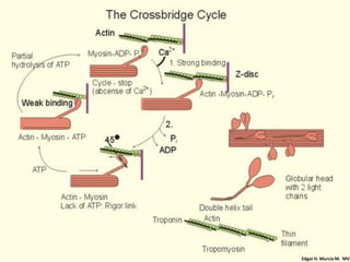 Edgar H. Murcia M. MV
 