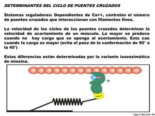 DETERMINANTES DEL CICLO DE PUENTES CRUZADOS

Sistemas reguladores: Dependientes de Ca++, controlan el número
de puentes cruzados que interaccionan con filamentos finos.

La velocidad de los ciclos de los puentes cruzados determinan la
velocidad de acortamiento de un músculo. La mayor se produce
cuando no hay carga que se oponga al acortamiento. Esta cae
cuando la carga es mayor (evita el paso de la conformación de 90° a
la 45°)

Estas diferencias están determinadas por la variante isoenzimática
de miosina.




                                                           Edgar H. Murcia M. MV
 