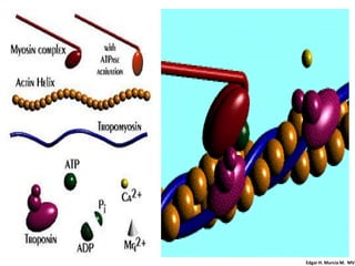 Edgar H. Murcia M. MV
 