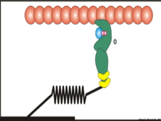 Edgar H. Murcia M. MV
 