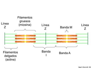 Filamentos
            gruesos
Línea      (miosina)   Línea                 Línea
  Z                            Banda M
                         Z                     Z




 Filamentos            Banda   Banda A
  delgados               I
   (actina)

                                         Edgar H. Murcia M. MV
 
