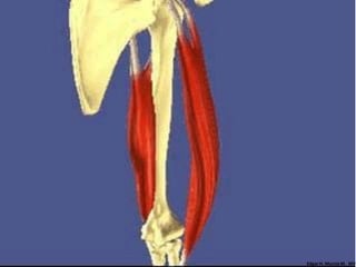 Edgar H. Murcia M. MV
 