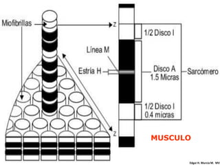 MUSCULO


    M. V.   EDGAR H. Murcia M. M.
             Edgar H. MURCIA MV
 