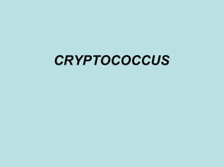 3.cryptococcus | PPT