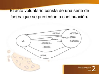 El acto voluntario consta de una serie de
fases que se presentan a continuación:
 