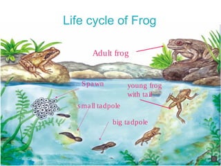 Spawn
small tadpole
big tadpole
young frog
with tail
Adult frog
Life cycle of Frog
 