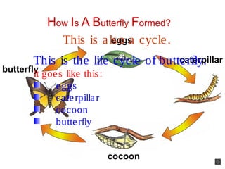 cocoon
eggs
butterfly
caterpillarThis is the life cycle of butterfly.
It goes like this:
eggs
caterpillar
cocoon
butterfly
How Is A Butterfly Formed?
This is also a cycle.
 