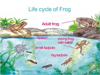 Spawn small tadpole big tadpole young frog  with tail Adult frog Life cycle of Frog 