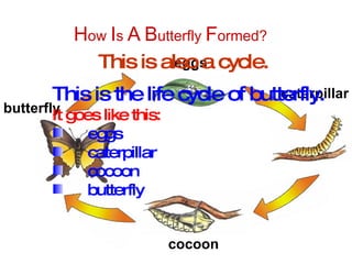 cocoon eggs butterfly caterpillar This is the life cycle of butterfly. It goes like this: eggs caterpillar cocoon butterfly H ow  I s  A   B utterfly  F ormed? This is also a cycle. 