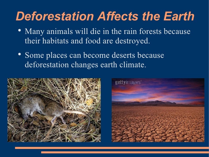 3 D Grace Lim, Deforestation