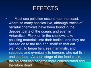 EFFECTS Most sea pollution occurs near the coast, where so many species live, although traces of harmful chemicals have been found in the deepest parts of the ocean, and even in Antarctica.  Plankton in the shallows take polluting materials into their bodies, and they are passed on to the fish and shellfish that eat plankton, to larger fish, sea mammals, and seabirds, and eventually to humans who eat fish and seafood.  At each stage of the food chain, the poisons can become more concentrated and therefore dead   