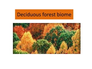 Deciduous forest biome
 