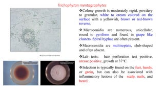 Dermatophytes:Microsporum, Trichophytom, Epidermophyton | PDF