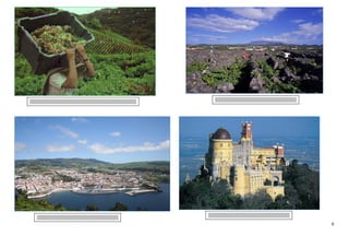 Cultura da vinha - Ilha do Pico




                                  6
 