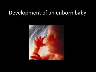 Development of an unborn baby 