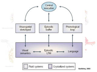 Baddeley, 2003
 