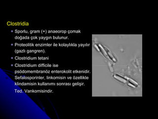 Clostridia Sporlu, gram (+) anaeorop çomak doğada çok yaygın bulunur.  Proteolitik enzimler ile kolaylıkla yayılır (gazlı gangren). Clostridium tetani  Clostridium difficile ise psödomembranöz enterokolit etkenidir. Sefalosporinler, linkomisin ve özellikle klindamisin kullanımı sonrası gelişir.  Ted. Vankomisindir.  