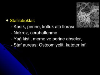 Stafilokoklar:   - Kasık, perine, koltuk altı florası - Nekroz, cerahatlenme - Yağ kisti, meme ve perine abseler, - Staf aureus: Osteomiyelit, kateter inf. 