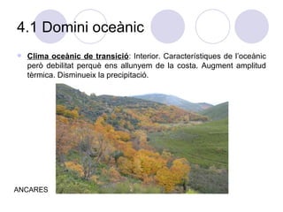 4.1 Domini oceànic Clima oceànic de transició : Interior. Característiques de l’oceànic però debilitat perquè ens allunyem de la costa. Augment amplitud tèrmica. Disminueix la precipitació.  ANCARES 