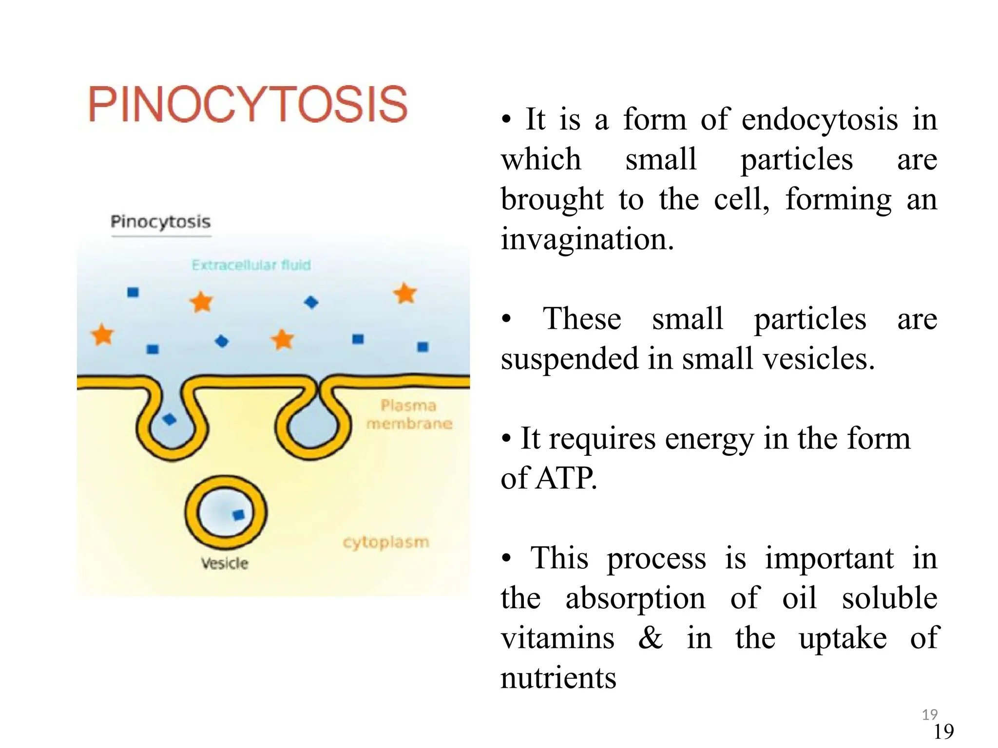 19
• It is a form of endocytosis in
which small particles are
brought to the cell, forming an
invagination.
• These small particles are
suspended in small vesicles.
• It requires energy in the form
of ATP.
• This process is important in
the absorption of oil soluble
vitamins & in the uptake of
nutrients
19