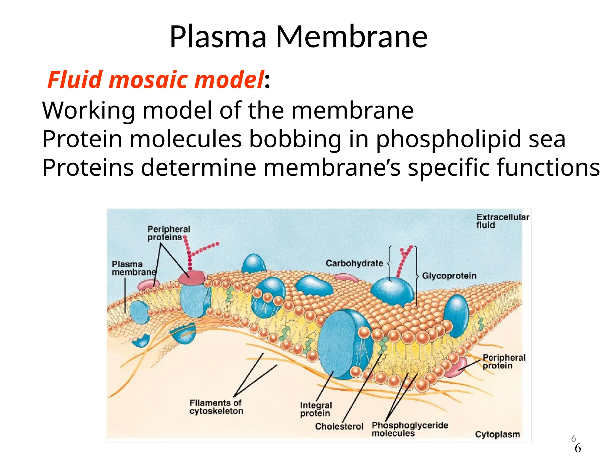 6
Plasma Membrane
Fluid mosaic model:
Working model of the membrane
Protein molecules bobbing in phospholipid sea
Proteins determine membrane’s specific functions
6