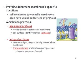 3-Drug Absorption and it's Distribution.pptx