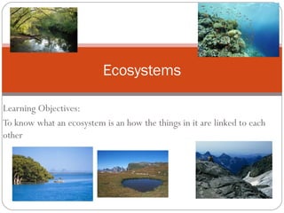 Ecosystems

Learning Objectives:
To know what an ecosystem is an how the things in it are linked to each
other
 