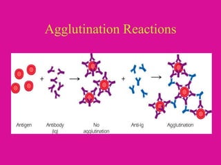 Agglutination Reactions
 