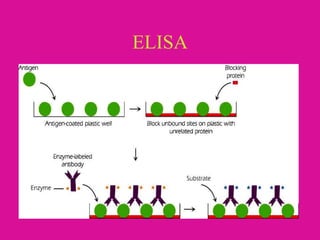 ELISA
 
